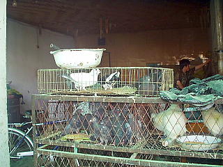 鳩