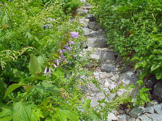 高山植物