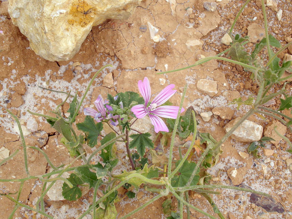 野に咲いた花